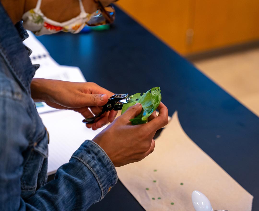 The secret life of plants